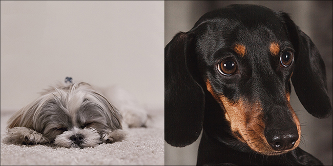 2 Dogs Logo Picture of two different dogs